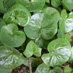 Asarum europaeum 葉