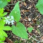 Maianthemum bifolium Лист