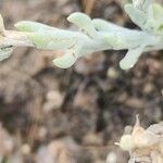Anabasis setifera برگ