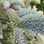 Abies procera Leaf