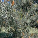 Pinus monophylla عادت داشتن