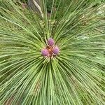 Pinus jeffreyi Feuille