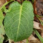 Rumex obtusifolius ഇല