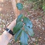 Pterocarpus rohrii Hostoa