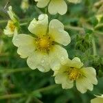 Potentilla rectaFlower