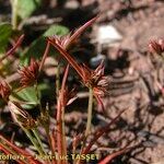 Juncus capitatus Květ