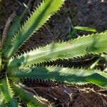 Eryngium nudicaule Ліст