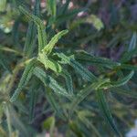 Cistus inflatus Fulla