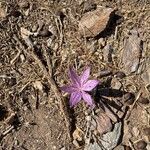 Colchicum variegatum Flower