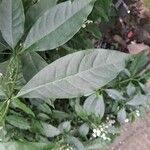 Rauvolfia serpentina Leaf