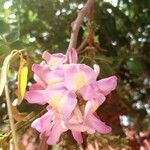 Gliricidia sepium 花