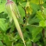 Geranium pratense 果實