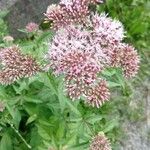 Eupatorium cannabinumफूल