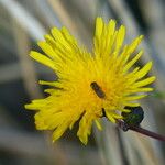 Sonchus arvensis Flower