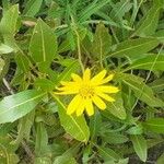 Wyethia angustifolia Flower