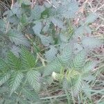 Rubus fraxinifolius Hoja