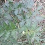 Rubus fraxinifolius Leaf