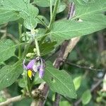 Solanum dulcamara Folla