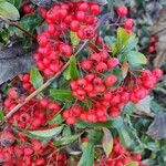 Pyracantha coccinea Fruit