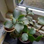 Crassula arborescensBlad