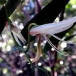 Dendrobium fractiflexum Kvet