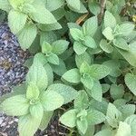 Scutellaria ovata Leaf