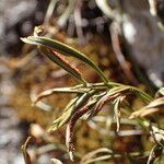 Asplenium septentrionale Плод