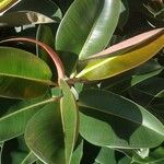 Ficus elasticaList