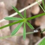 Galium pumilum Ліст