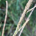 Sporobolus fertilis Flower