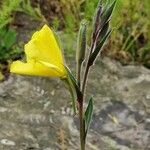 Oenothera stricta Flor