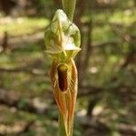 Pterostylis pusilla