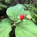 Trillium undulatum Fruit