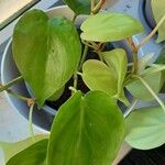 Philodendron hederaceum Fulla