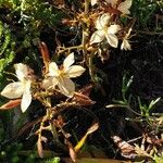 Lachenalia pallida Flower