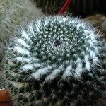 Mammillaria hahniana 葉