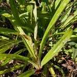 Carex plantaginea Habit