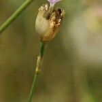 Petrorhagia nanteuilii Λουλούδι