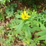 Helianthus divaricatus Квітка