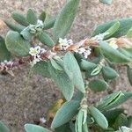 Polygonum maritimum Lorea