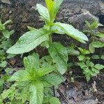 Mentha spicata برگ