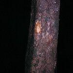 Hebepetalum humiriifolium Coajă