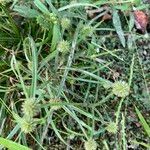 Cyperus hortensis عادت داشتن