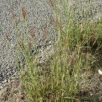 Bothriochloa ischaemum 形态