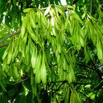 Fraxinus ornus Fruto