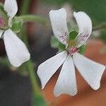 Pelargonium mossambicense Flower