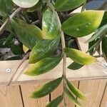 Zamioculcas zamiifolia ᱥᱟᱠᱟᱢ