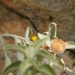 Inula verbascifolia Flower