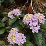 Lantana camaraLorea