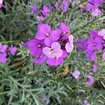 Erysimum scopariumΛουλούδι